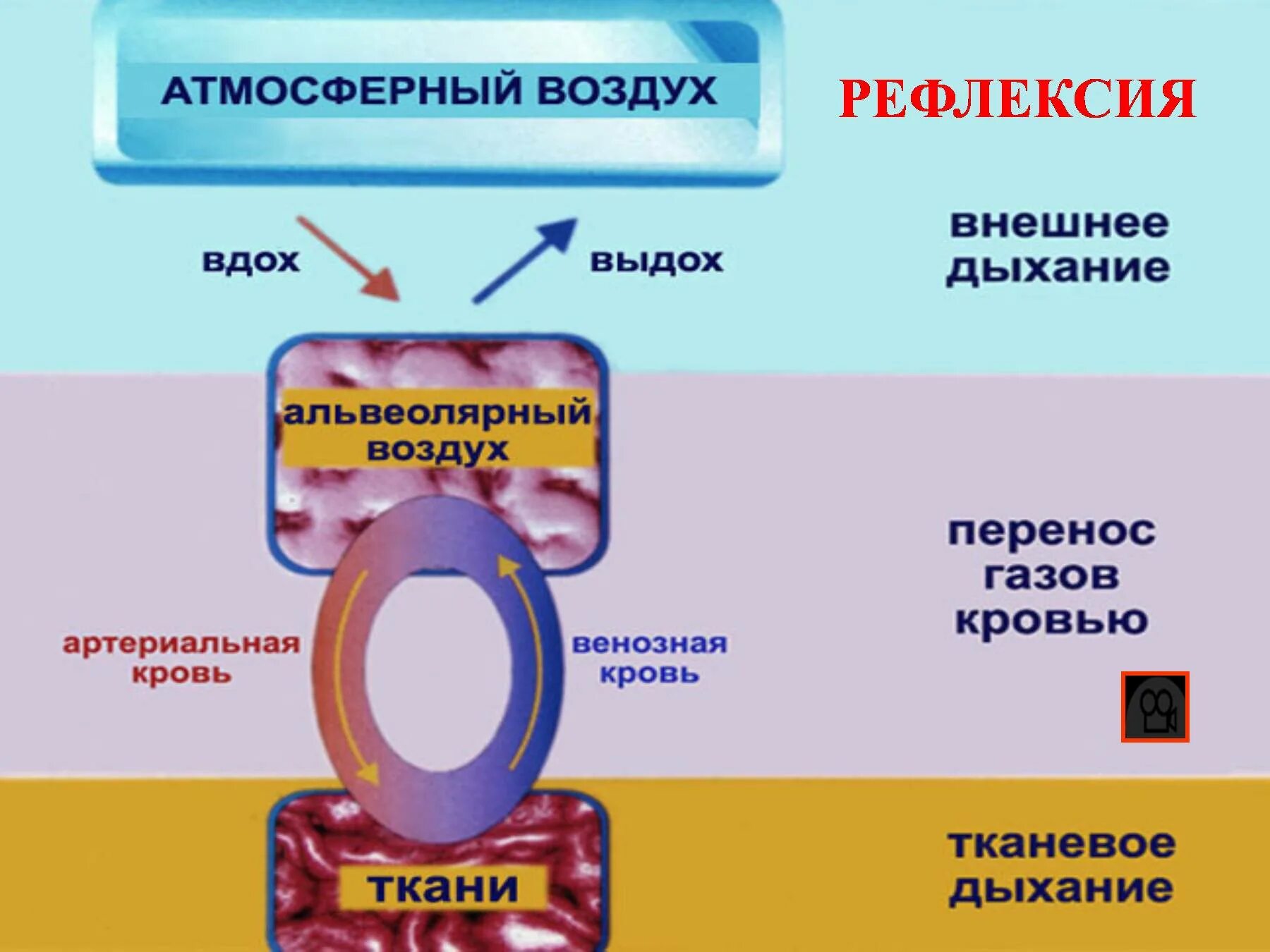 Дыхание внешнее и внутреннее схема. Этапы дыхания. Этапы дыхания внешнее дыхание. Этапы дыхания внешнее и тканевое. 3 перенос газов кровью