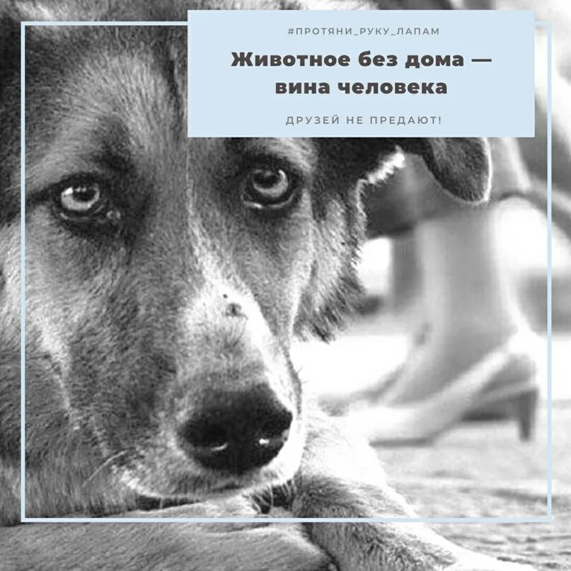 Призыв помогать животным в приюте. Протяни руку помощи бездомным животным. Акция протяни руку помощи животным. Протяни руку лапам. Животные протягивают руку помощи.