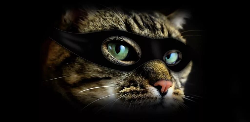Котики андроид. Кот андроид. скрин кота. игра хитрый кот. картинка кота для андроид студио.