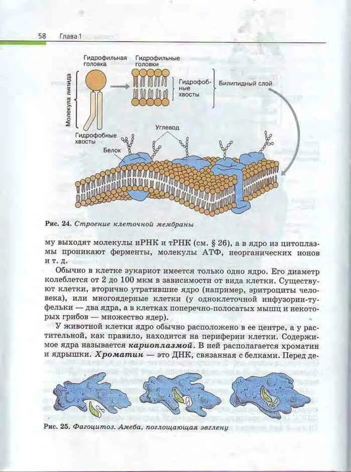 Темы по биологии 10 11. Учебник биологии 10-11 Пасечник, Каменский, Криксунов. Учебник по биологии 10 11 класс биология. Учебник по биологии 10 класс Пасечник Каменский. Биология 10-11 класс учебник Каменский Пасечник.