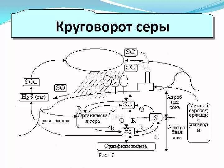 Круговорот серы в природе впр. Круговорот серы в биосфере схема. Круговорот серы схема биология. Схема биогеохимического круговорота серы. Круговорот веществ в биосфере сера.