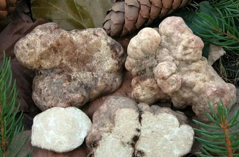 Amazon.com: Cubensis Spores