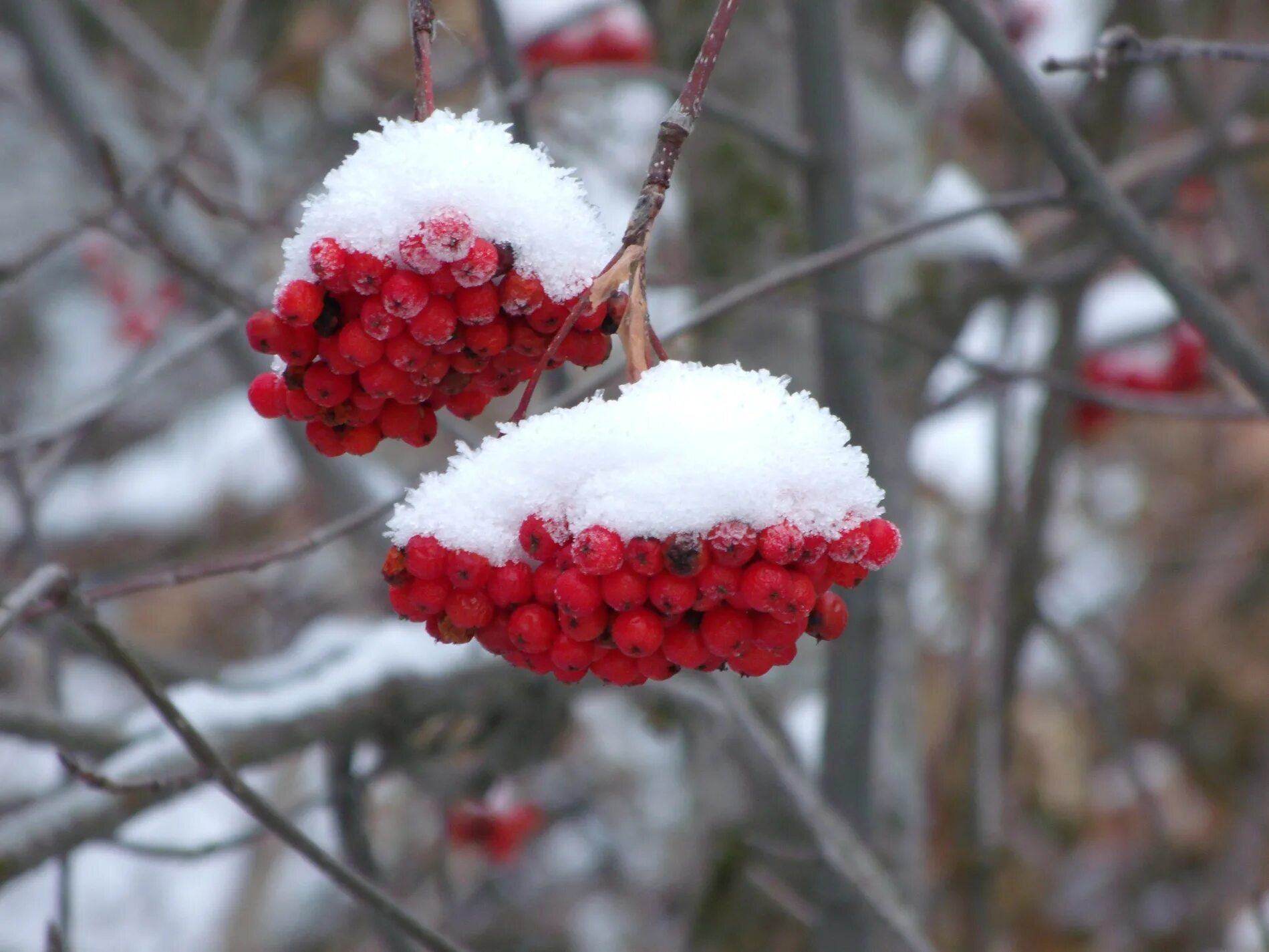 Дерево растет зимой. Рябина обыкновенная зимой. Sorbus aucuparia edulis (рябина обыкновенная). Рябина обыкновенная съедобная. Рябина красноплодная Гранатовая.