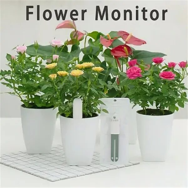 Анализатор почвы xiaomi. Ксиаоми растение. Растение у монитора. Flower care. Xiaomi mi flora monitor.