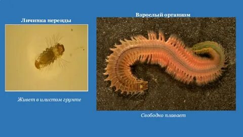 Личинка с ресничками