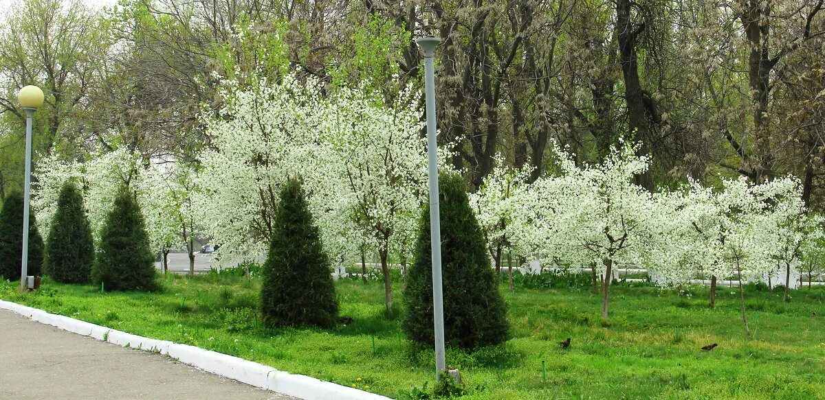 Новая россия вишневый сад. Вишневые сады в Видном. Вишнёвый сад Алупка. Вишневый сад Краснодар. Вишневый сад Самарканд.