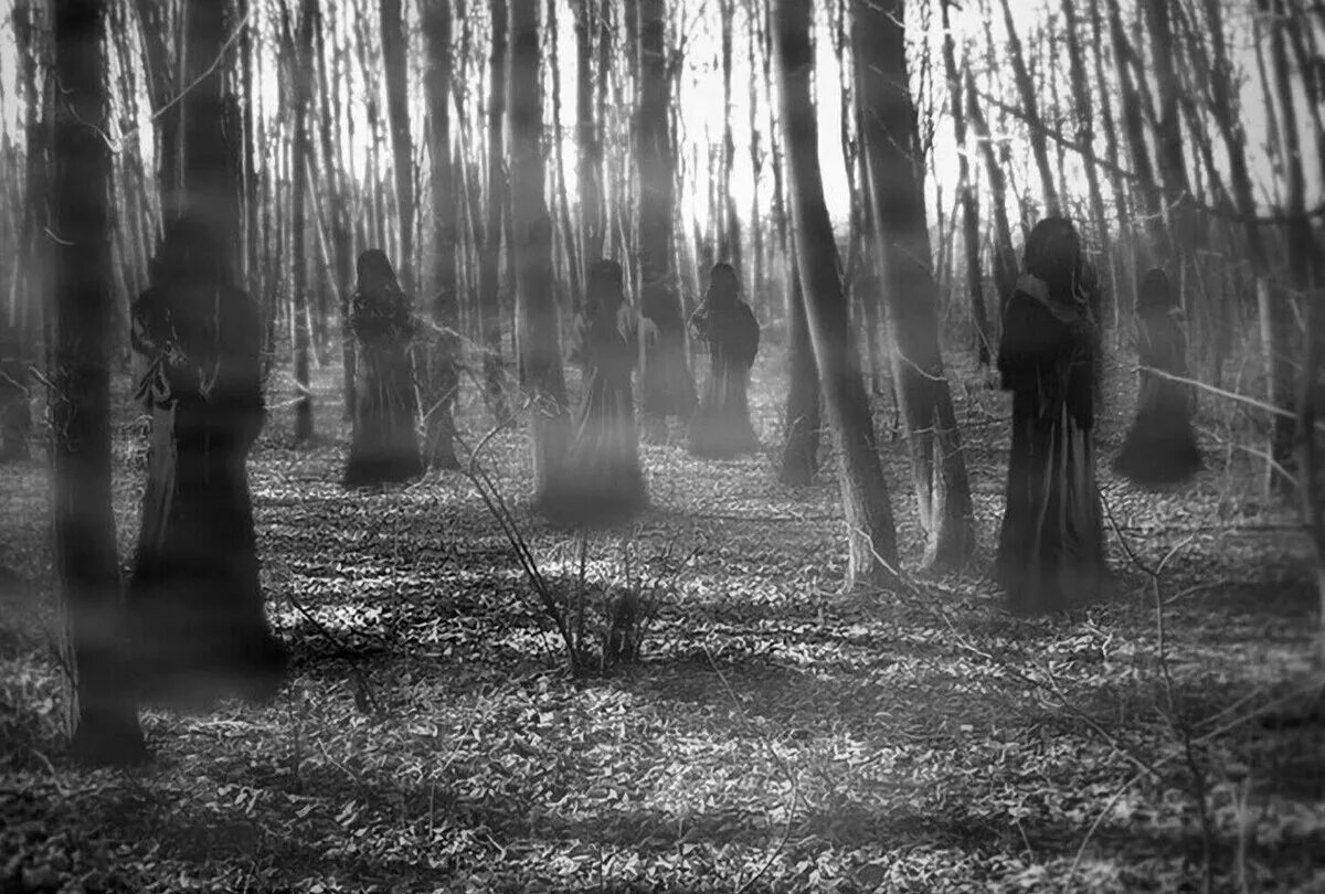 Загадочная тень. Страшный лес. Страшный лес с привидениями. Лес призраков. Лес теней.