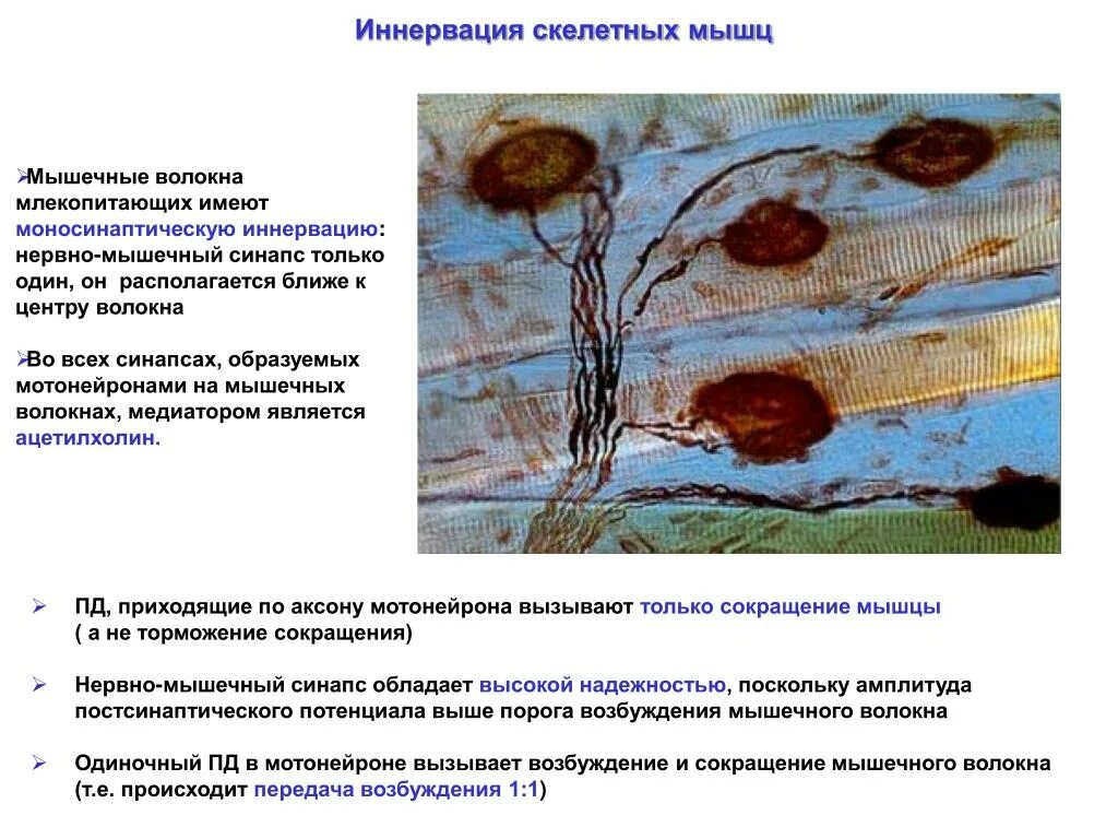 Иннервирует гладкие мышцы. Иннервация мышечных волокон. Иннервация скелетных мышц. Иннервация скелетной мышцы физиология. Двигательные волокна иннервируют.