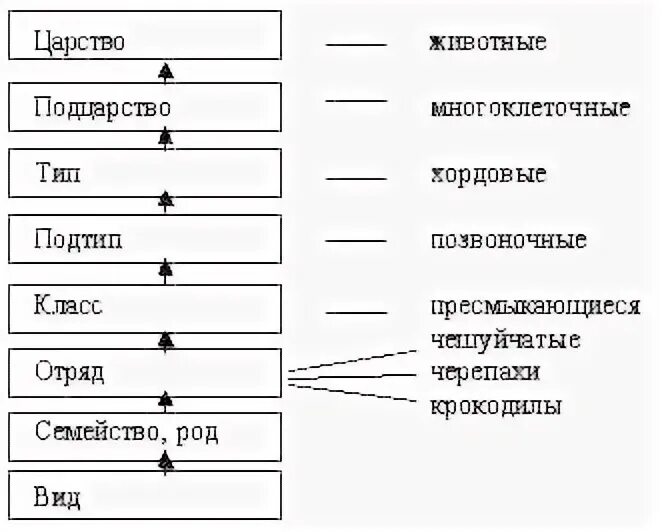 Систематика животных 7 класс биология таблица Фотографии МНОГООБРАЗИЕ И СИСТЕМАТИКА РАСТЕНИЙ