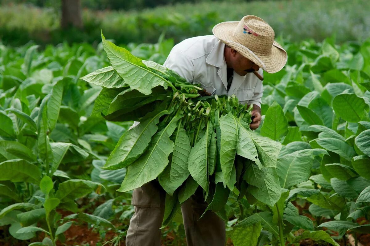How Hemp Is Giving Renewed Life To America's Tobacco Farmers