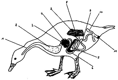 Пищеварительная система уток. Пищеварительная система утки анатомия. Репродуктивная система уток. Желудочно кишечный тракт утки. Что находится в мускульном желудке птицы