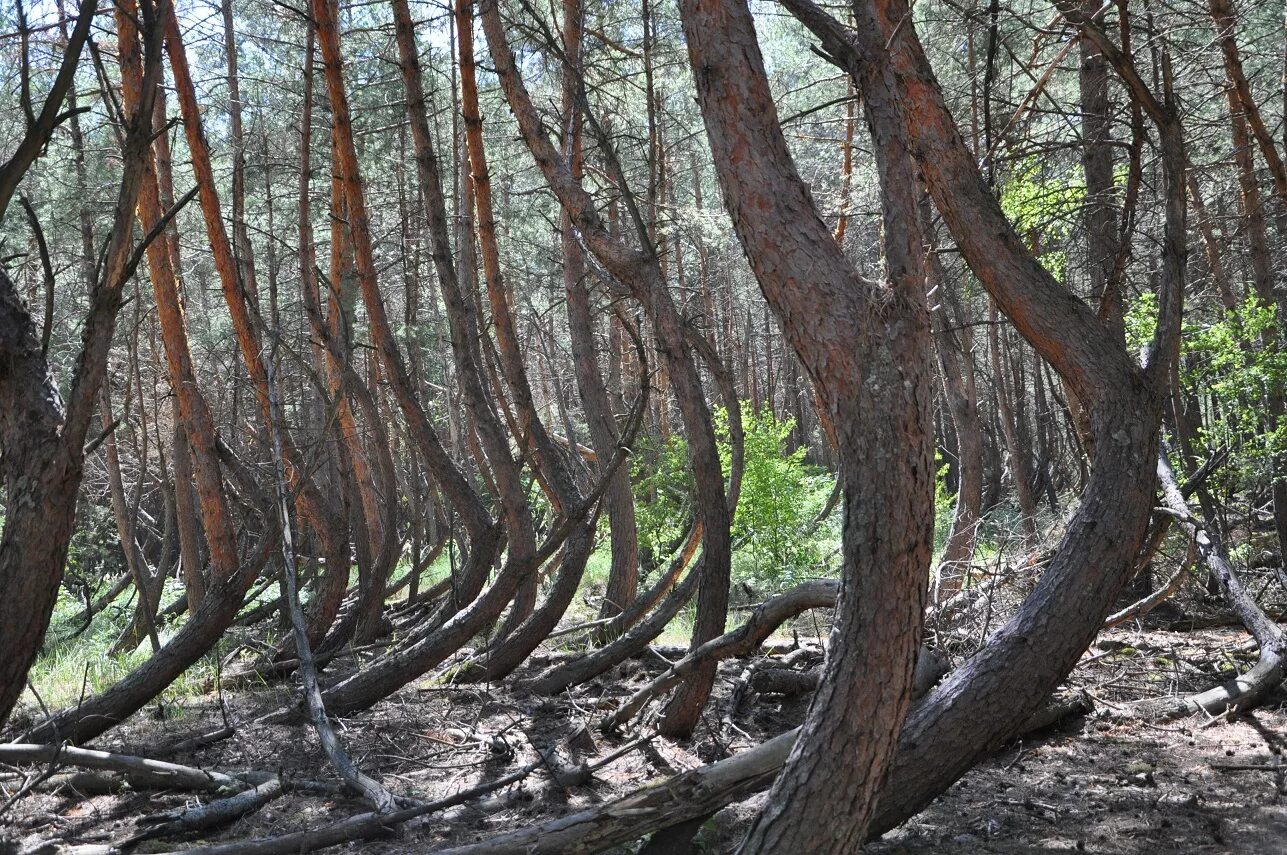 Голое дерево. Место без деревьев. Газон в парке. Красивый дуб. Деревья в лесу.