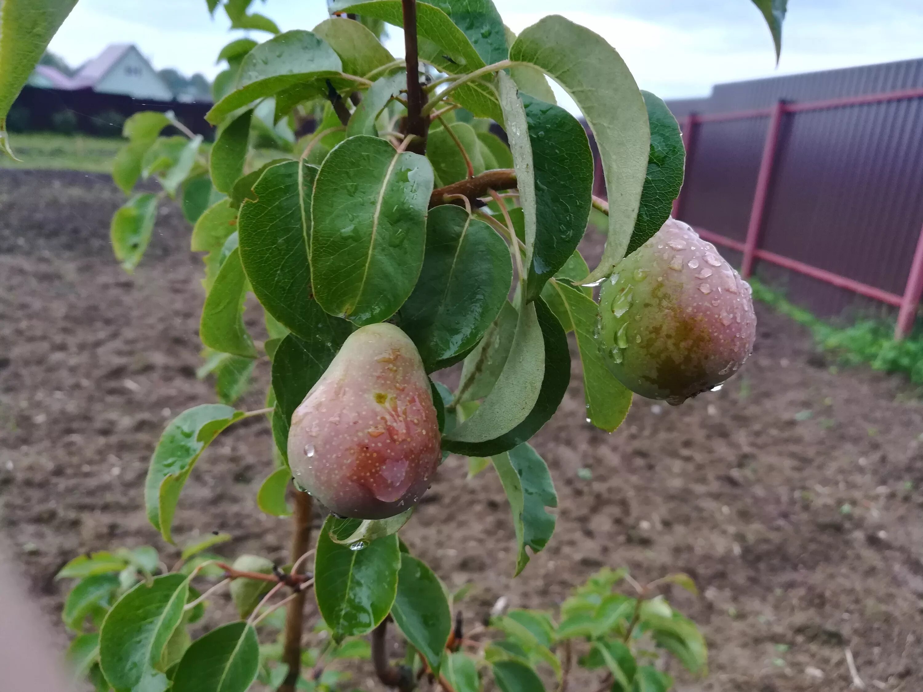 груша велеса описание сорта. груша велеса описание отзывы. груша москвичка дерево. груша велеса (1-летка). груша чижовская колоновидная.
