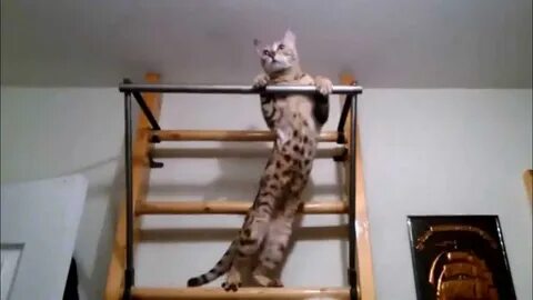 Кот подтягивается