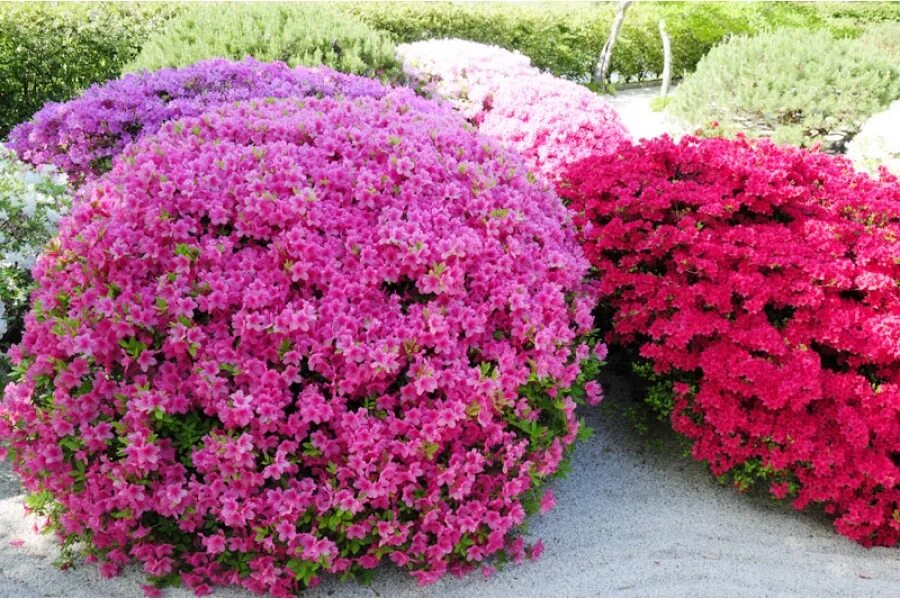 Картинки по запросу рододендрон синтия купить Flowers, Rhododendron, Garden