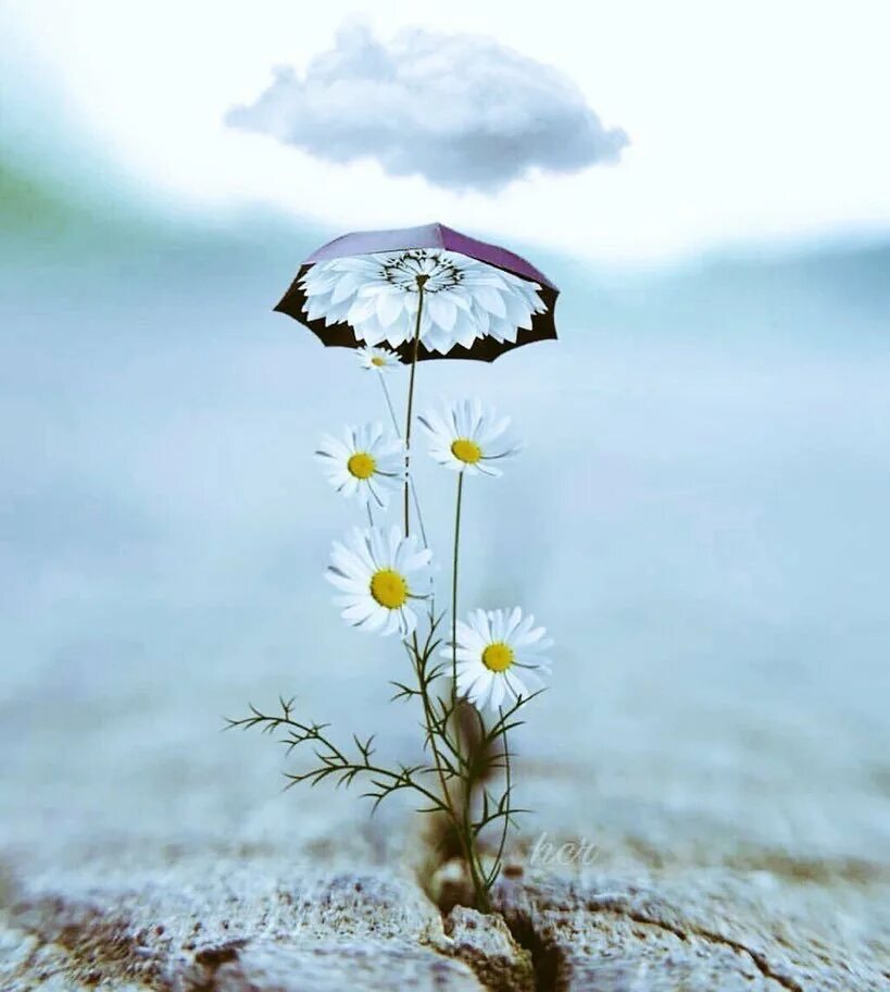 Одинокий цветок. Красивый одинокий цветок. Цветы под зонтиком. Цветы на ветру. Мысли о погоде и настроении