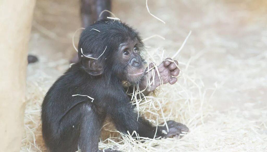 Шимпанзе карлик 6 букв