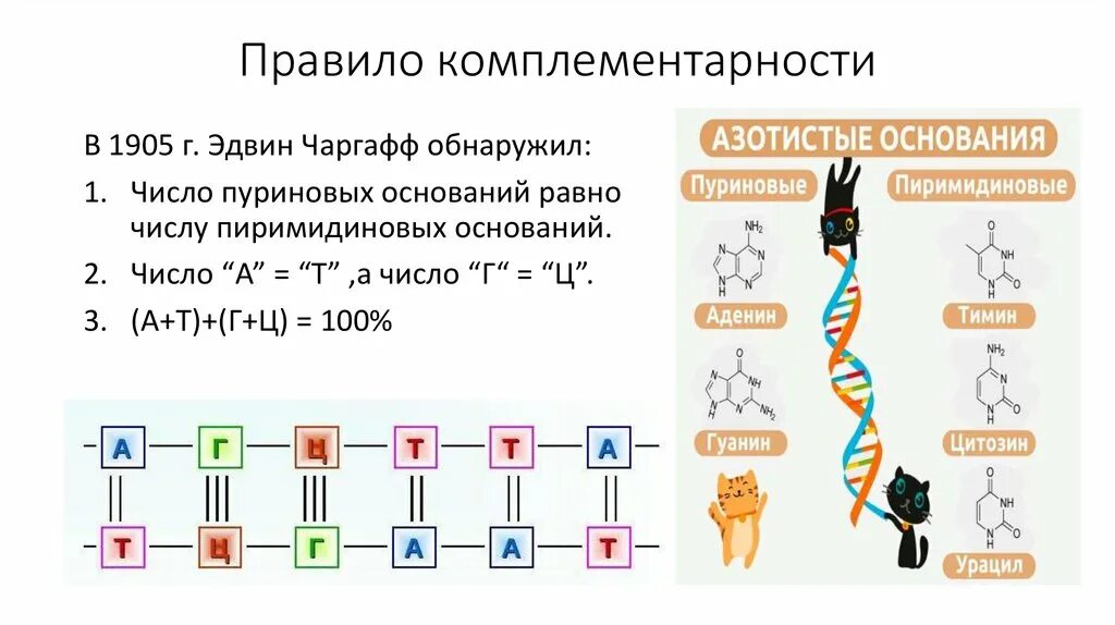 Принцип комплементарности биология ДНК И РНК. Комплементарность белка и РНК. Правило комплементарности ДНК И РНК. Комплементарность нуклеотидов ДНК И РНК.