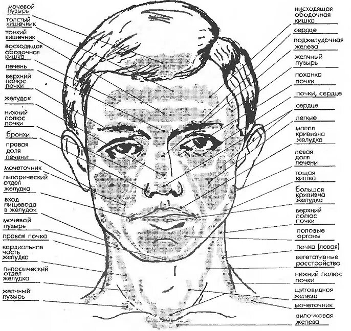 Прыщи какой орган страдает. Карта лица высыпания на лице. Зоны прыщей на лице. Прыщи на лице органы. Зоны появления прыщей.