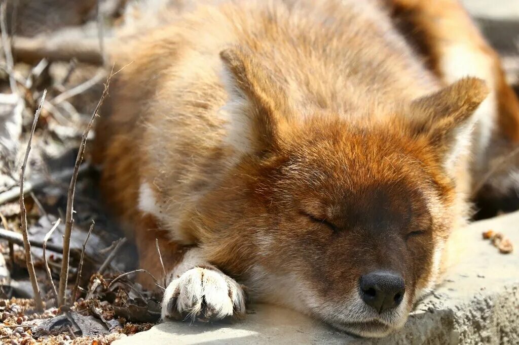 Зубы красного волка. Красный волк. Красный (горный) волк или cuon alpinus. Красный волк. Красный горный волк.
