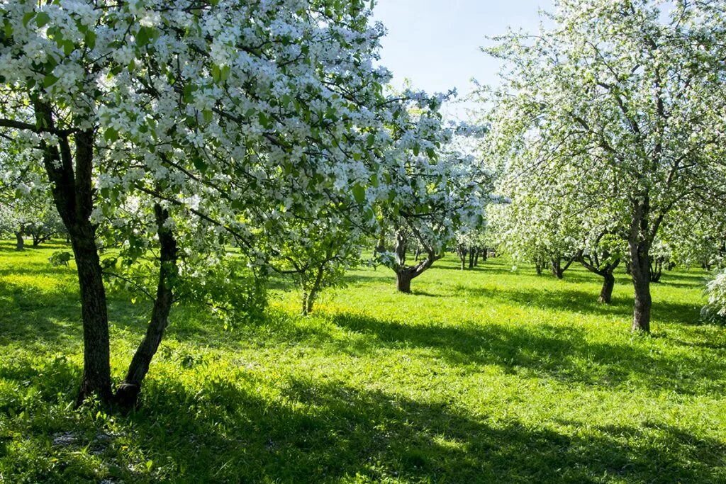Герасимов яблоневый сад. Парк коломенское яблоневый сад. Яблоневый сад в москве на кутузовском проспекте. Яблоневый сад предложение. Яблоневый сад предложение.