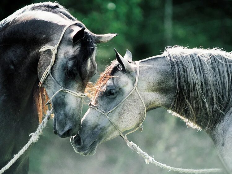 Two horse. Две лошади. Пара лошадей. Влюбленные лошади. Две лошади любовь.