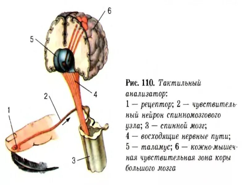 Центр кожно мышечного чувства. Путь тактильного анализатора схема. Проводящие пути осязательного анализатора. Проводящий путь тактильной чувствительности. Проводящие пути кожного анализатора физиология.