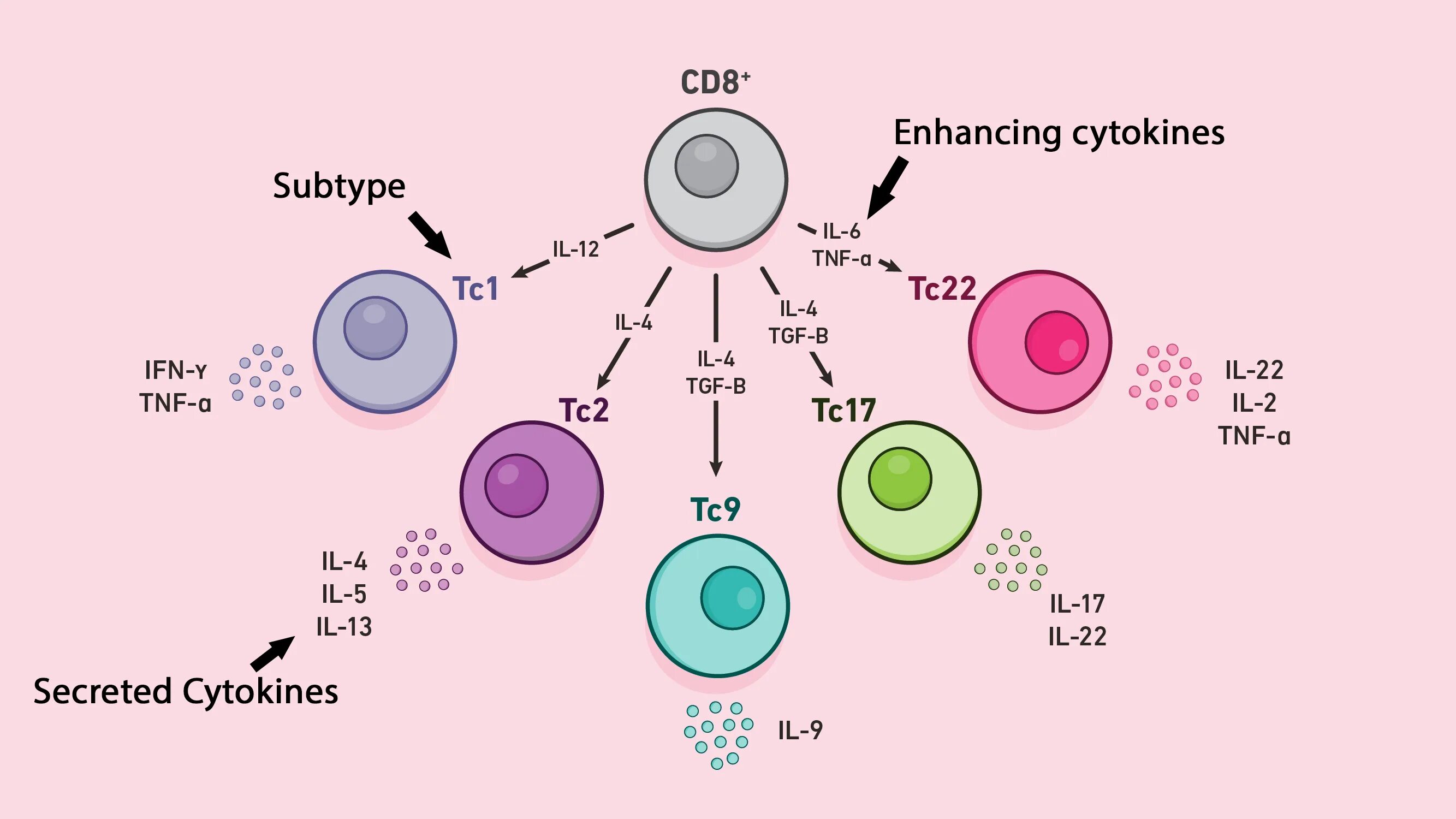 Клетки т 8. Cd8 t Cells. Cd8+ т-клетки. Cd4+ и cd8+ клетки. Cd8 лимфоциты.