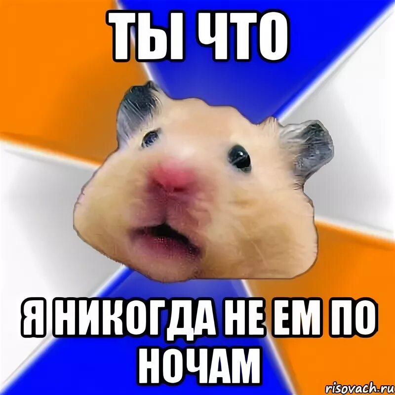 Жор мемы. Ночной жор мем. мемы с хомяками. мемы про ночной жор.