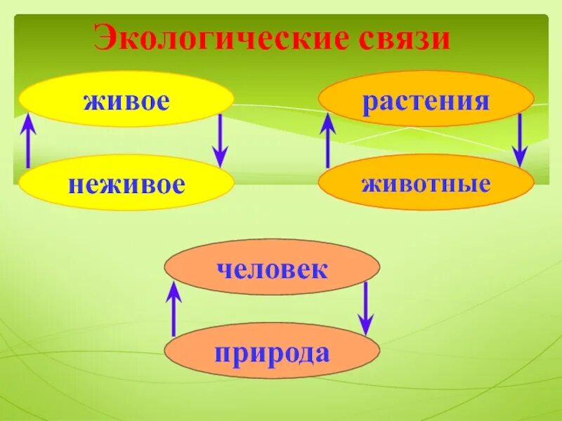 Урок экология 3 класс школа россии. Примеры экологических связей. Экологические связи схема. Экологические связи окружающий мир. Экологические связи 3 класс.