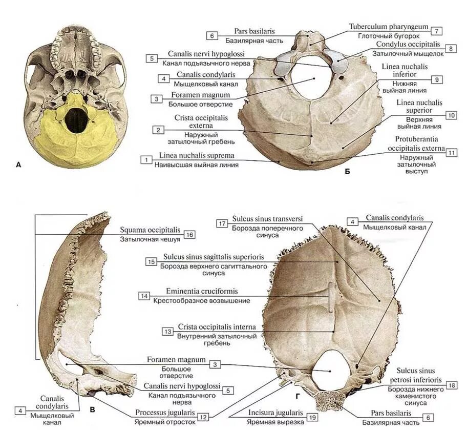 Мыщелок черепа. Анатомические структуры затылочной кости. Строение затылочной кости черепа анатомия. Строение черепа человека затылочная кость. Затылочная кость вид сбоку строение.