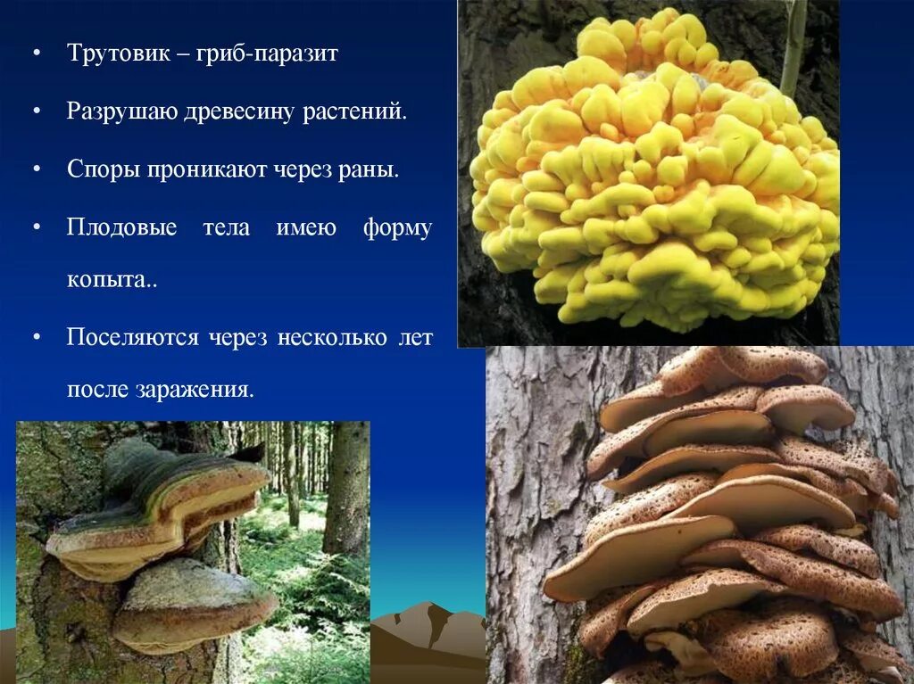 Трутовик гриб паразит. Паразитизм трутовика. Трутовик сапрофит. Плодовое тело гриба трутовика. Трутовик растение