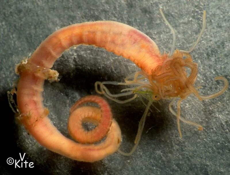 Lamprey Comida