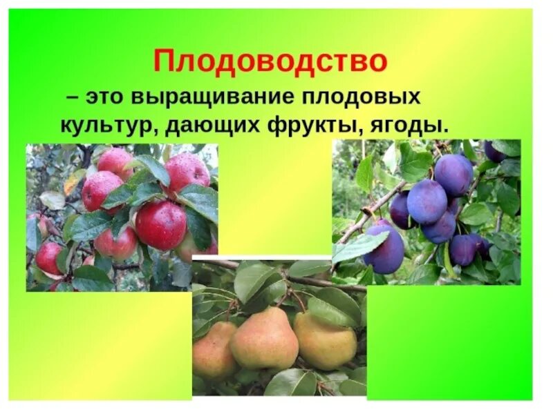 Плодоводство сообщение 4 класс. Плодоводство. плодовые культуры презентация. плодоводство окружающий мир. растениеводство плодоводство.