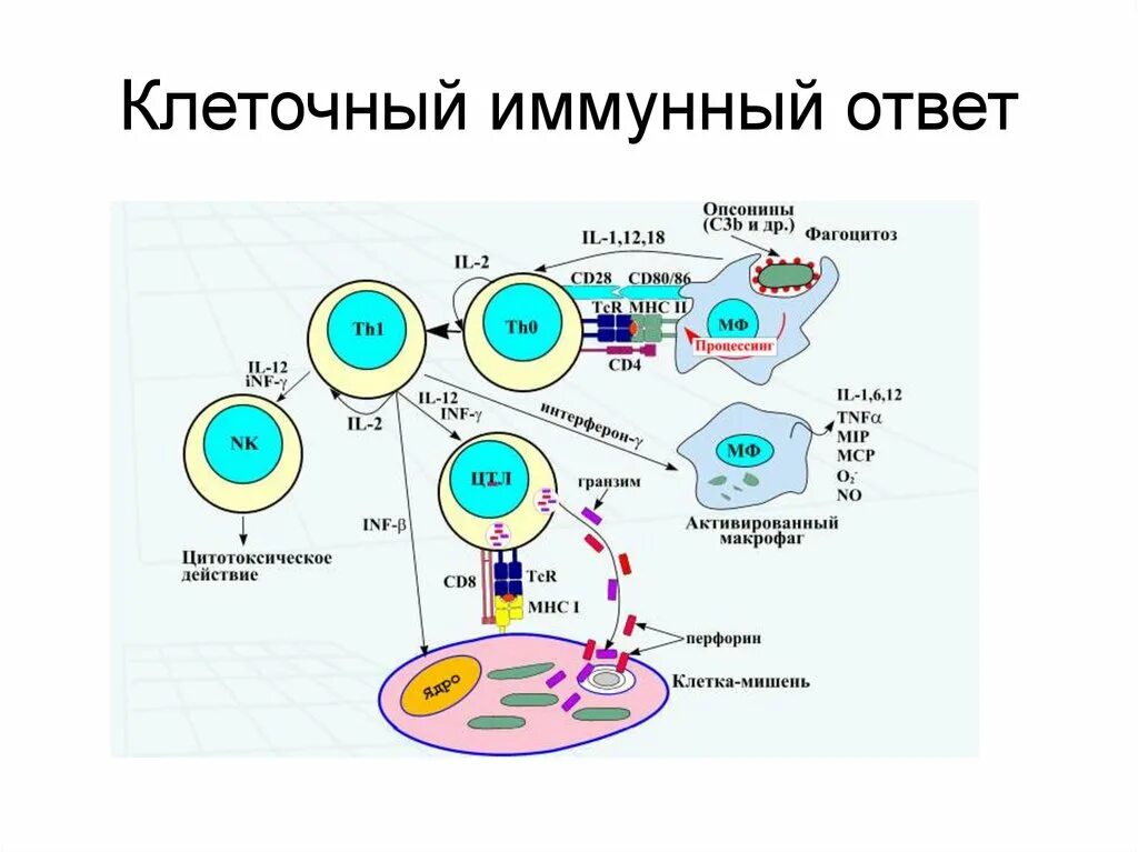 Эффекторные клетки т лимфоцитов. Схема клеточного иммунного ответа. Клеточный иммунитет схема. Клеточный и гуморальный иммунный ответ. Схема клеточного механизма образования иммунитета.