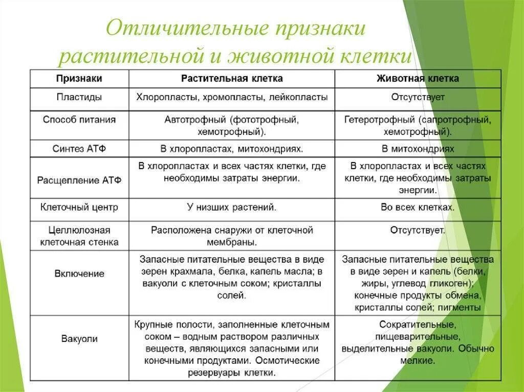 Сходство и различие клеток растений. Сходства и различия растительной и животной клетки таблица 5 класс. Отличительные признаки растительной клетки от животной клетки. Отличие клеток растительная клетка животная клетка таблица. Различия животной и растительной клетки таблица 6 класс.