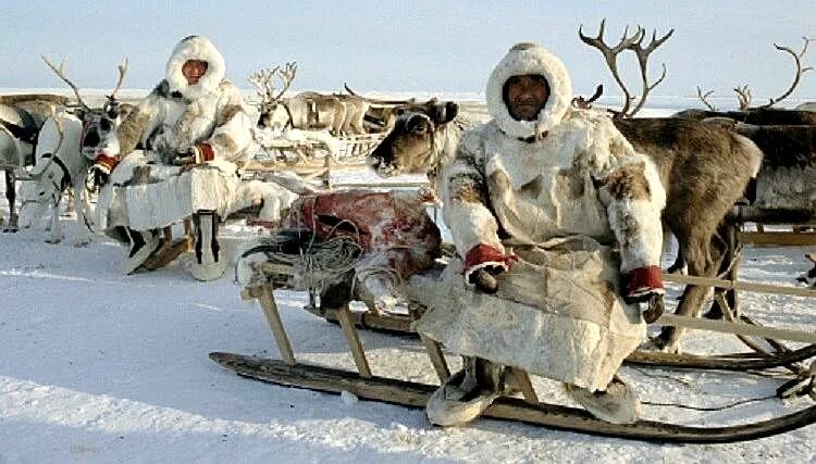 Олень эскимосов. Чукчи в тундре. Эскимосы в тундре. Жители тундры. Эскимосы оленеводы.