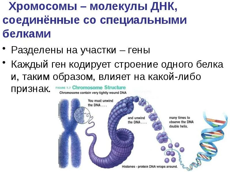 Молекулы днк находится в хромосомах