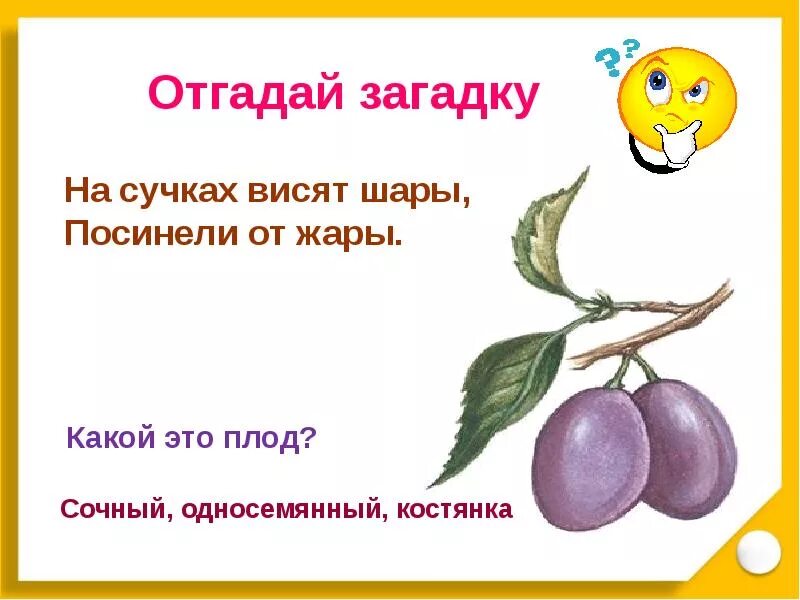 Загадки на тему плоды. Загадки про плоды. Загадки о плодах и семенах. Загадки по биологии. 5 загадок по биологии