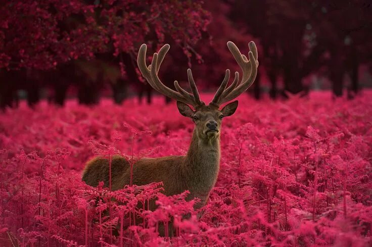 My 'Deer' Friend
