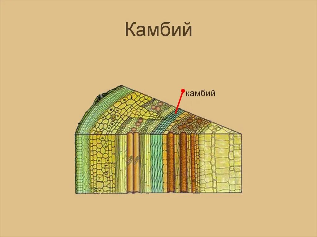 Какая роль камбия