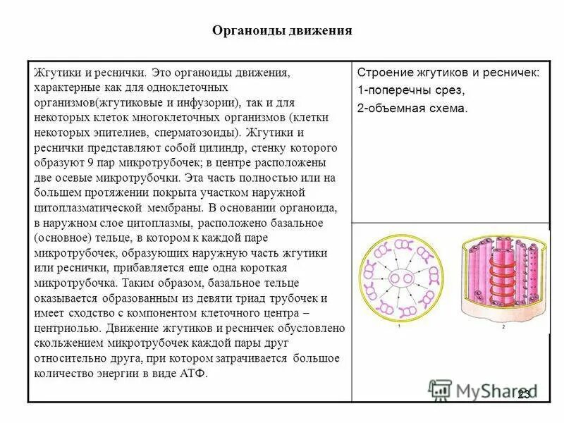 Базальные тельца ресничек. Органоиды движения реснички и жгутики функции и строение. строение органоидов движения и их функции таблица. органеллы движения реснички и жгутики строение и функции. базальные тельца строение и функции.