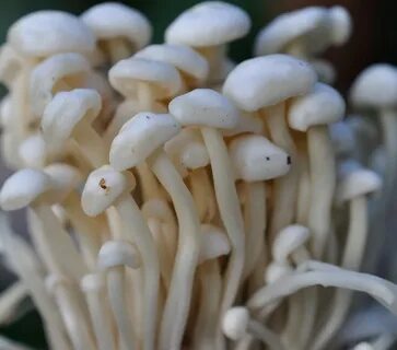 Китайские грибы эноки