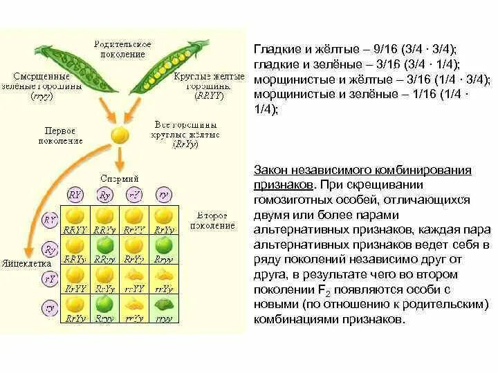 Грегор Мендель горох. Мендель Грегор Иоганн опыты. Грегор Мендель опыт с горохом. Грегор Мендель Пчеловодство.