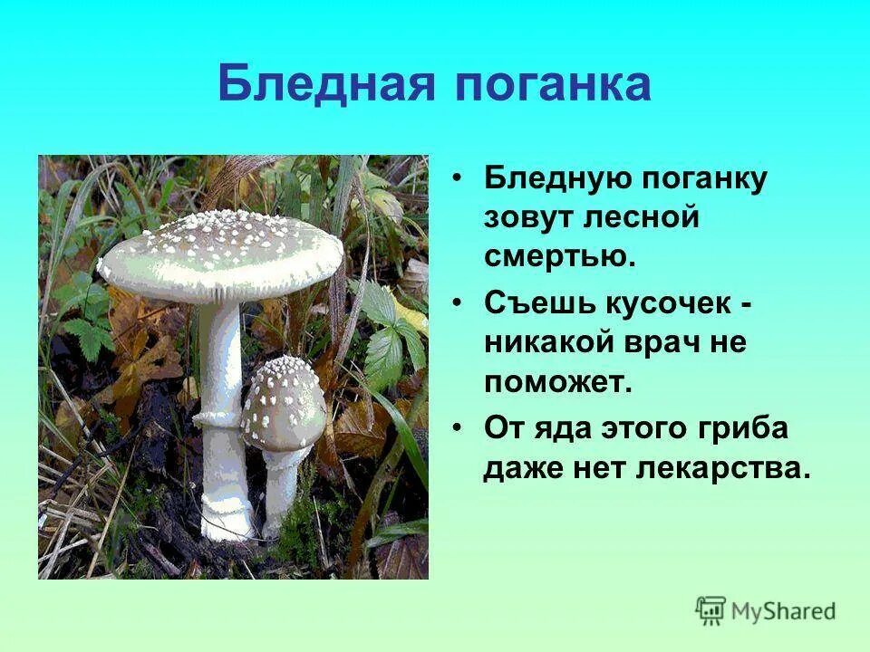 Поганка гриб можно есть. Опасный гриб бледная поганка. Бледная поганка бледный мухомор. Шляпочные пластинчатые грибы бледная поганка. Ядовитые грибы бледная поганка и описание.