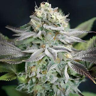 Blue dream