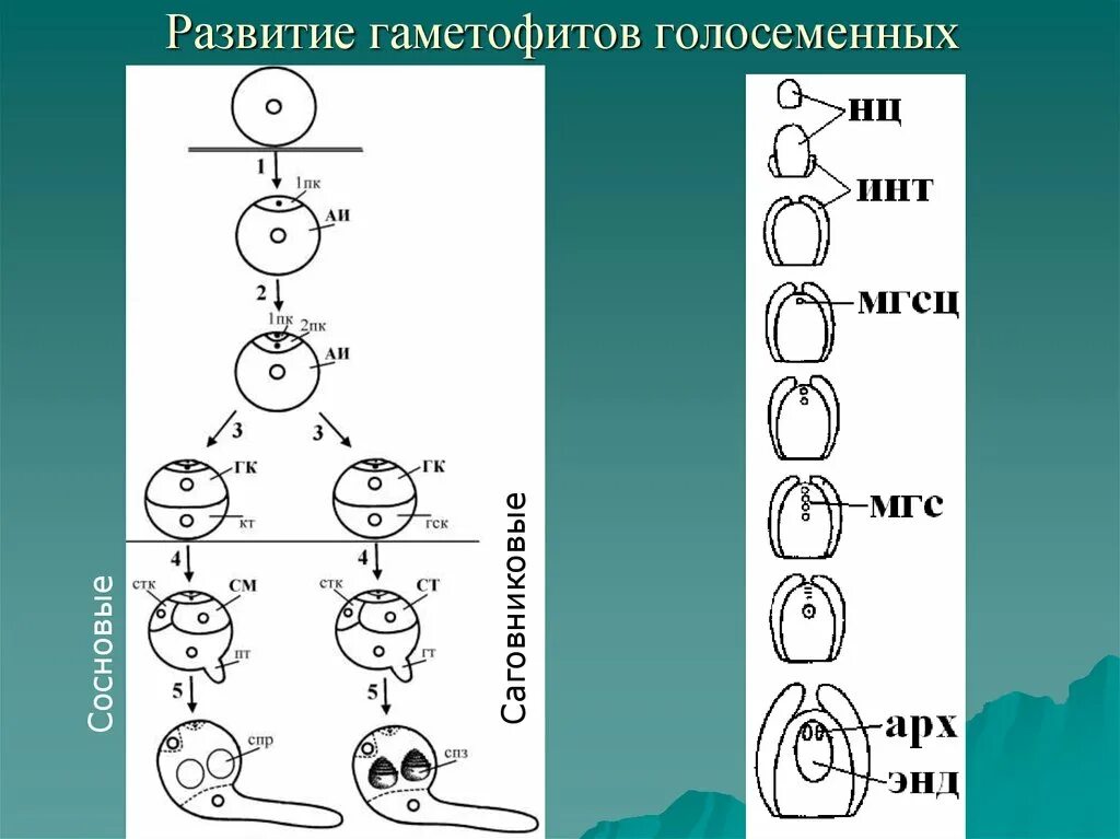 Образование мужского гаметофита у голосеменных. Формирование мужского гаметофита. Формирование мужского гаметофита у сосны. Формирование женского гаметофита.