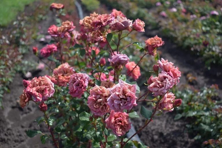 ROSE CORONA-новинка купить, отзывы, фото, доставка - Совместные покупки sp-vestn