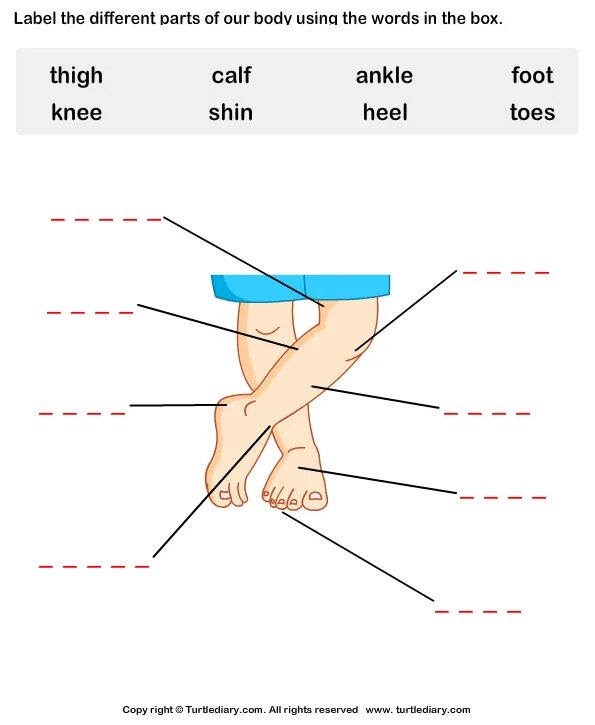 Different part. Calf part of body. shin body part. label body parts. parts of foot.
