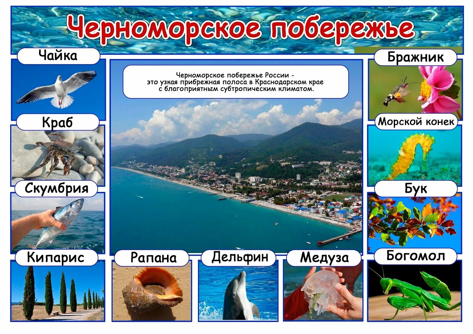 Природные зоны черного моря. Животный мир субтропиков черноморского побережья. субтропики черноморского побережья кавказа животный мир. зона субтропиков черноморское побережье. природные и климатические зоны для дошкольников.